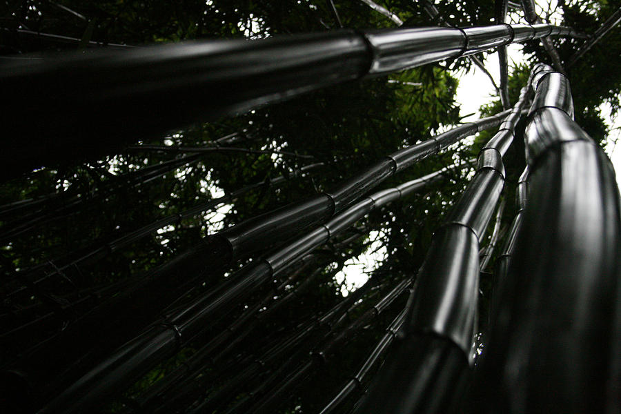 Bamboo Skies 5 Photograph by Jennifer Bright Burr