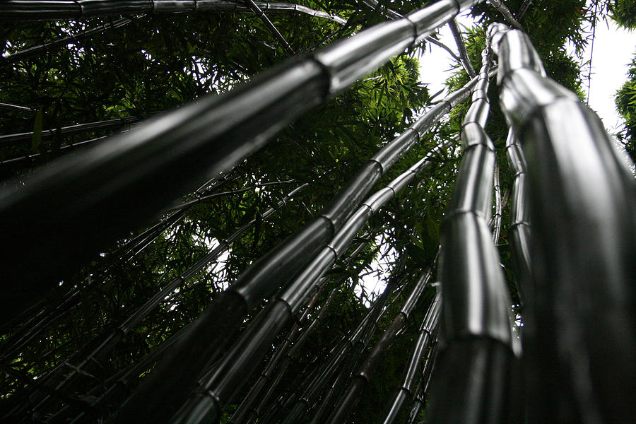 Bamboo Skies 6 Photograph by Jennifer Bright Burr