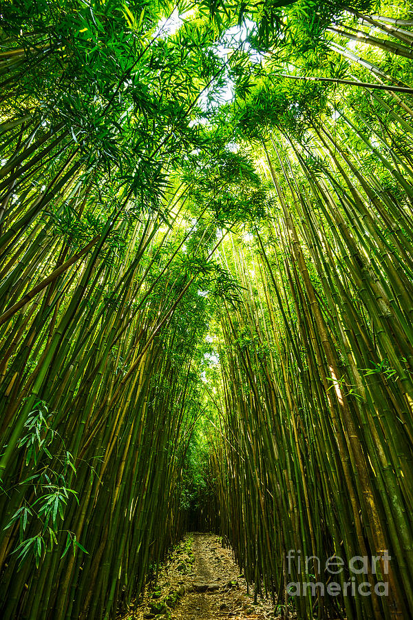 Haleakala National Park Photograph - Bamboo Sky - the magical and mysterious bamboo forest of Maui. by Jamie Pham