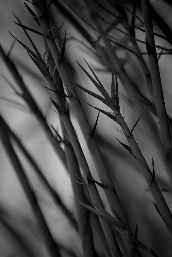 Bamboo Springs Emergence Photograph by Nathan Abbott - Fine Art America