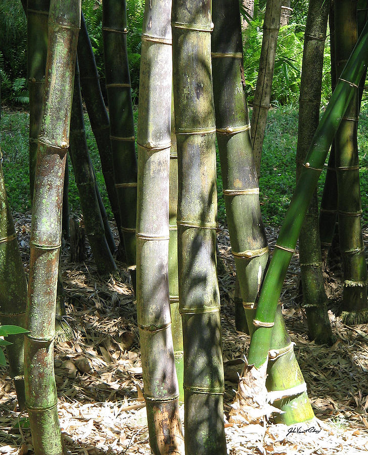Bamboo Stalks Digital Art by John Vincent Palozzi
