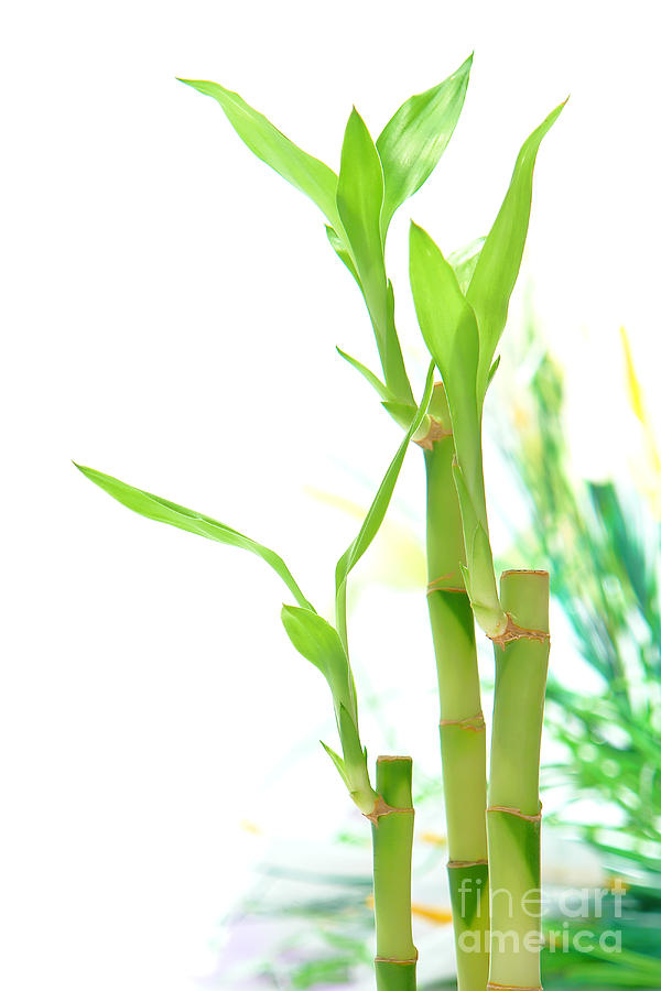 Bamboo Photograph - Bamboo Stems and Leaves by Olivier Le Queinec