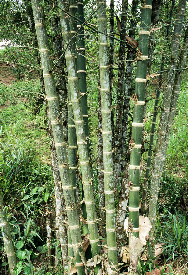 Bamboo Stems Photograph by Dr Morley Read/science Photo Library