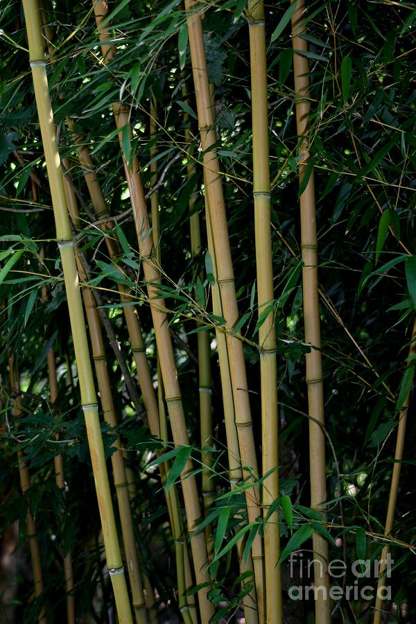 Bamboo Photograph by Susanne Baumann