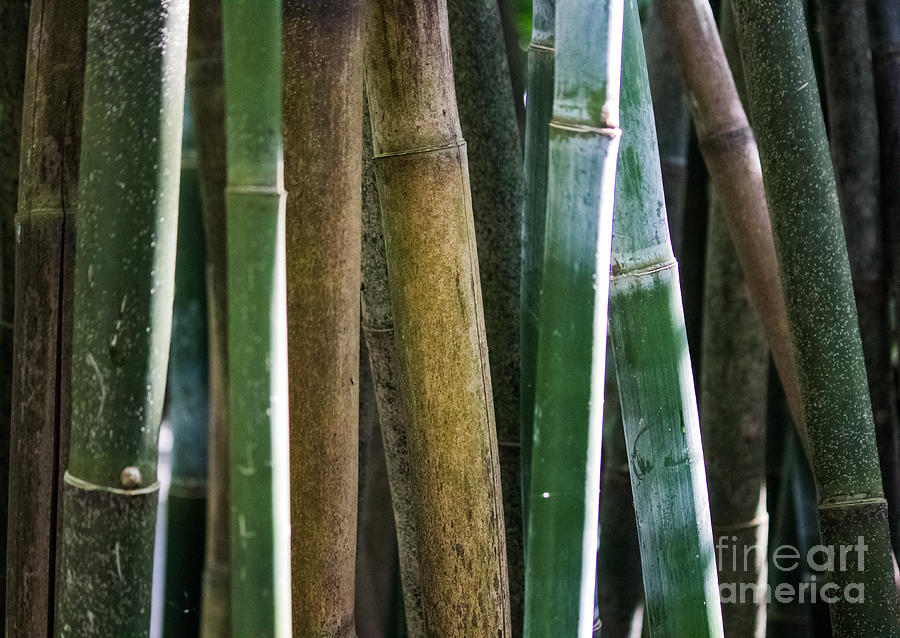 Bamboo Photograph by Suzanne Luft