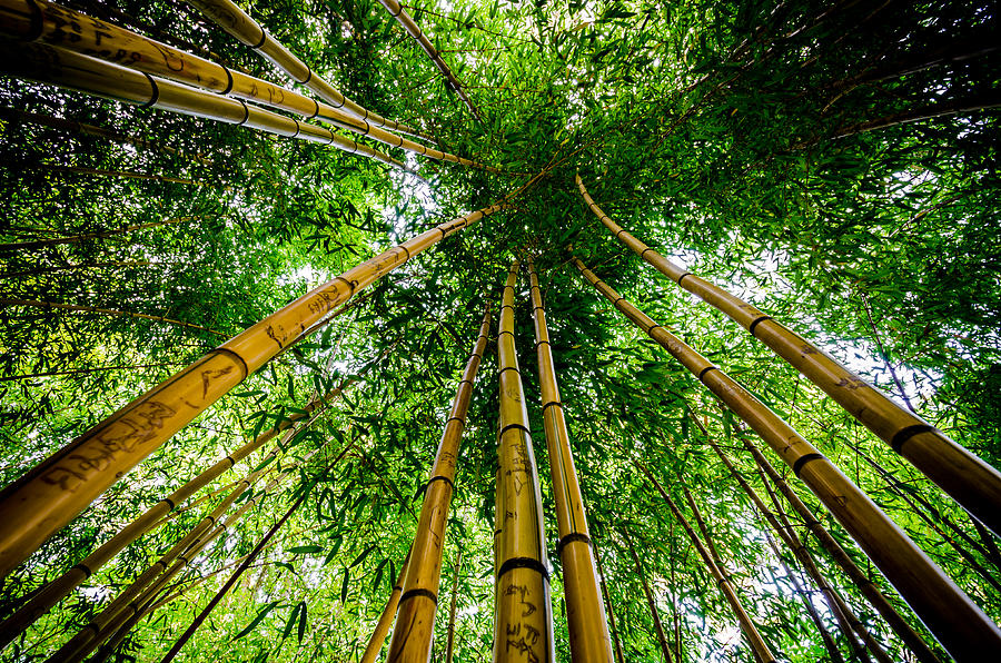 Bamboo to the Sky Photograph by Anthony Doudt | Fine Art America