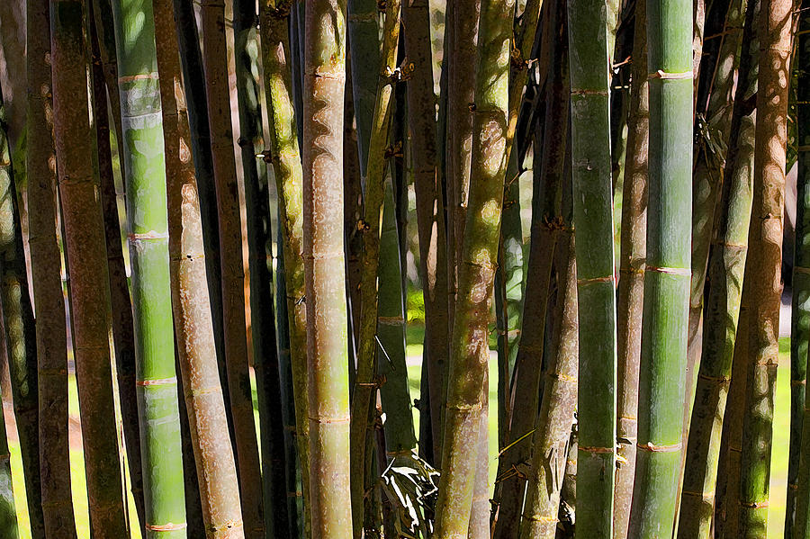 Bamboo Too Photograph by Rich Franco