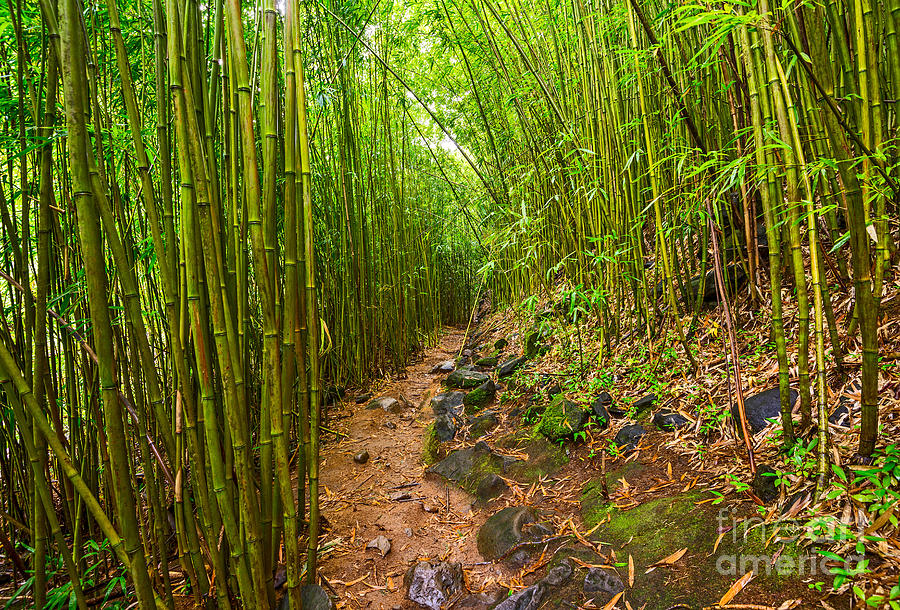 Bamboo Forest Photograph - Bamboo Trail - Maui by Jamie Pham