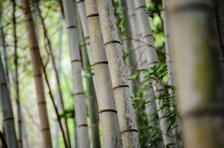 Bamboo Trees Photograph by Akimasa Harada