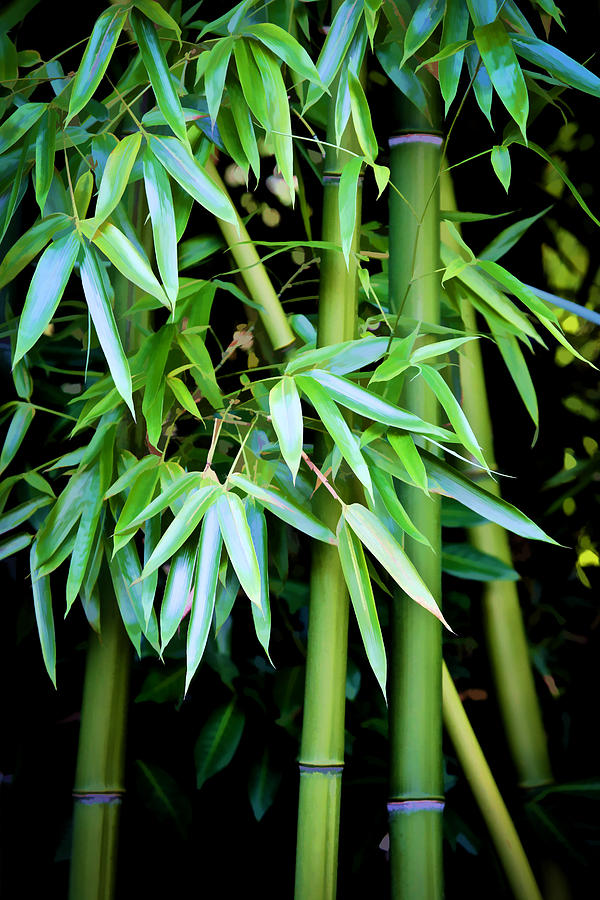 Bamboo Trees II Photograph by Athena Mckinzie