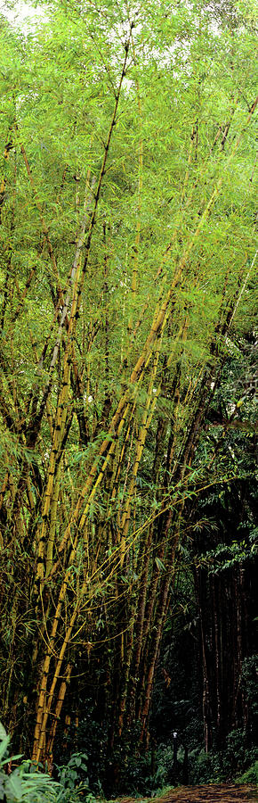 Bamboo Trees In A Forest, Akaka Falls Photograph by Panoramic Images ...