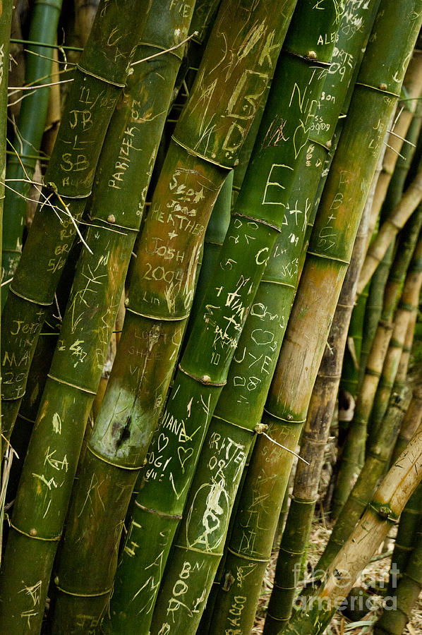 Bamboo trees on Kauai Photograph by Micah May
