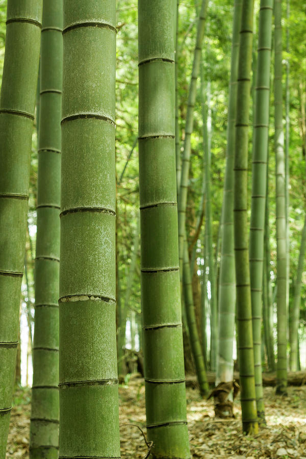 Bamboo Trees Photograph by Yuko Yamada