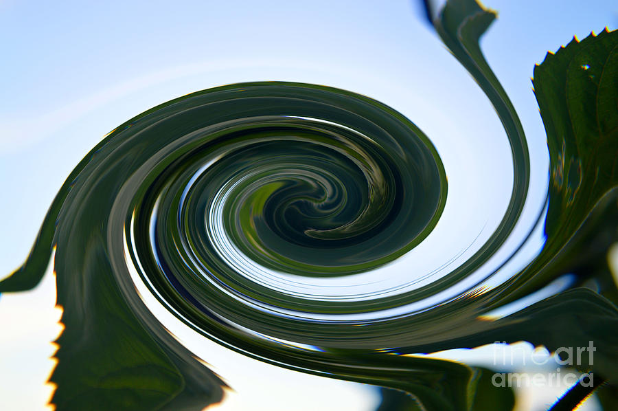 Bamboo Twirl Number Six Photograph