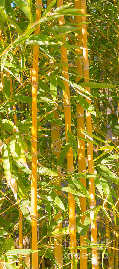 Bamboo vertical Photograph by Ingela Christina Rahm