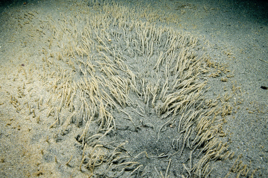 Bamboo Worms Photograph by Andrew J. Martinez
