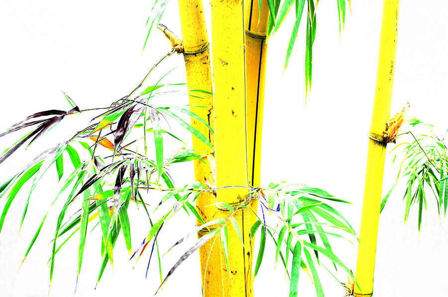 Bamboo Photograph by Yue Wang
