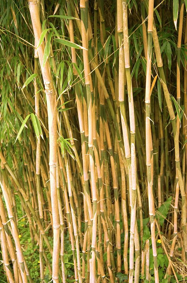 Bamboo (yushania Maling) Photograph by Adrian Thomas/science Photo ...