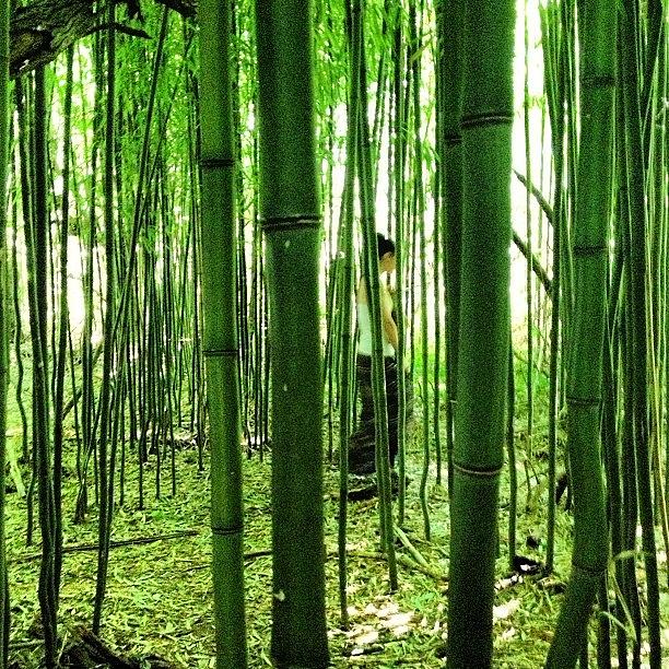 Nature Photograph - #bambooforest #magicalmoments #trees by Megan Rudman