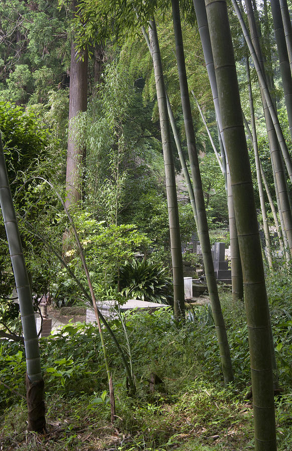 Bamboos Photograph by Masami Iida