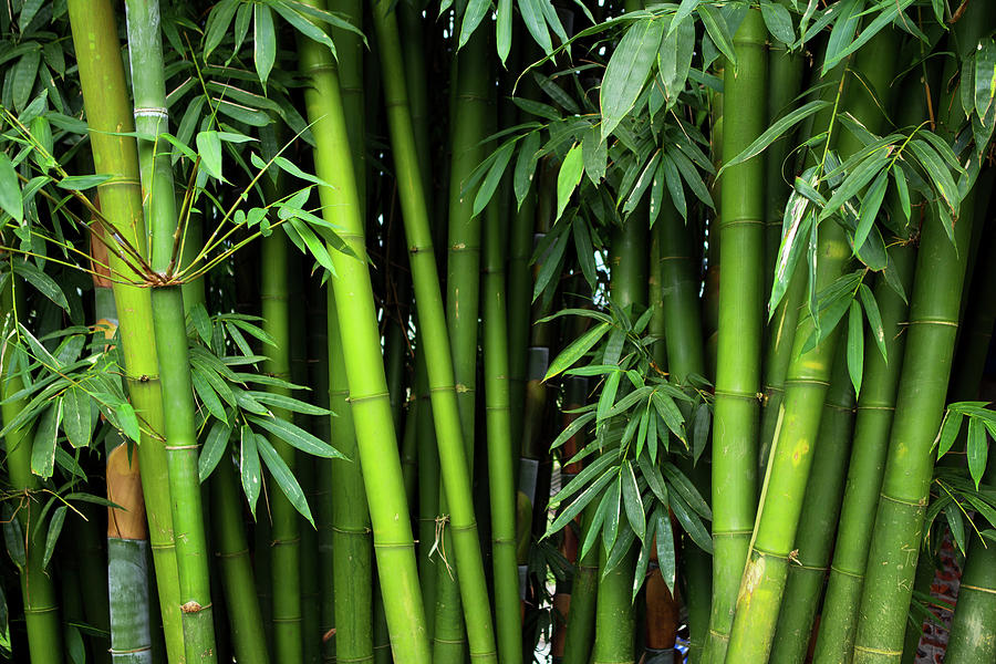 Bamboos Photograph by Simonlong