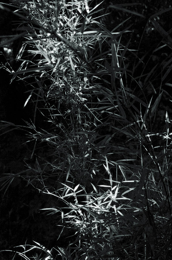 Bamboo Photograph - Bambu 2 by A paul Cartier Bamboo Photograph - Bambu 2 by A paul Cartier