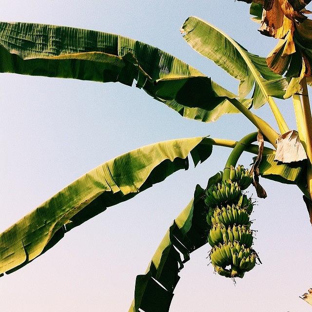 Banana Photograph - #banana 🍌 by June T
