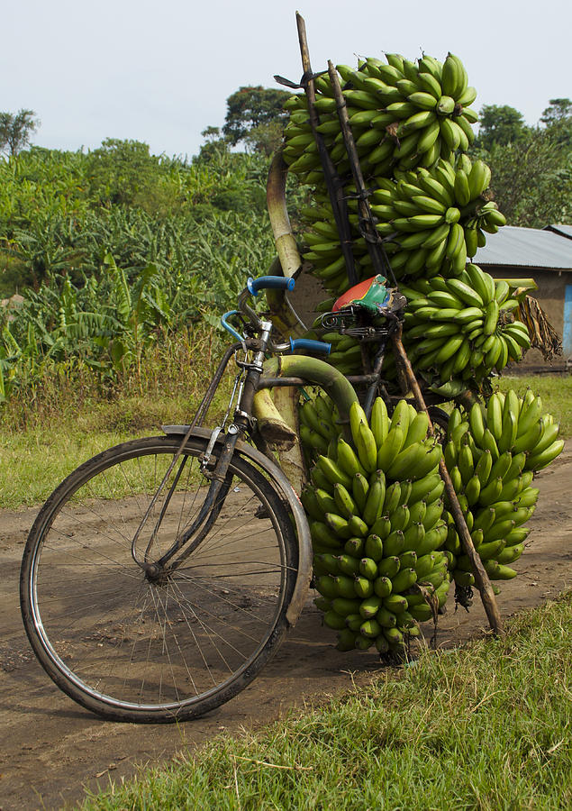 Banana Bike Photograph by Brian Kamprath