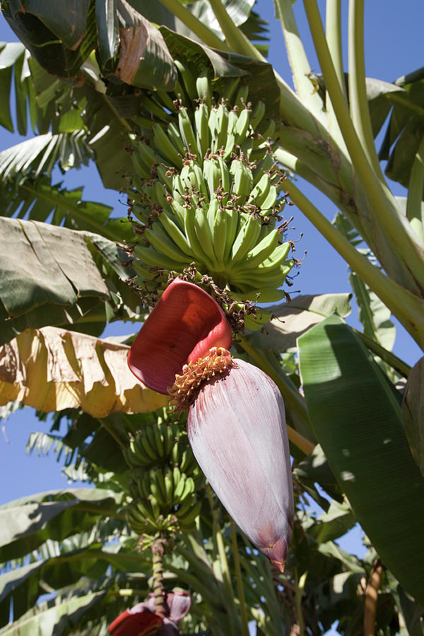 Banana Flower Photograph by Adam Hart-davis/science Photo Library