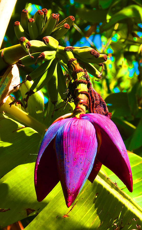Banana Flower And Bananas Photograph by Margaret Saheed