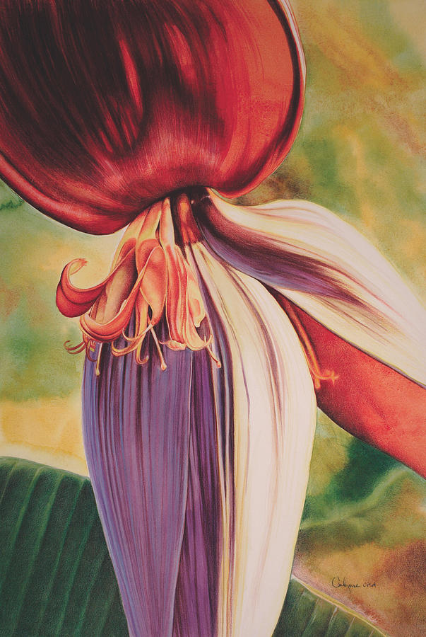 Nature Painting - Banana Flower by Carlynne Hershberger