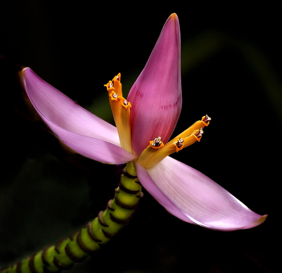 Banana Flower Photograph by Carol Eade