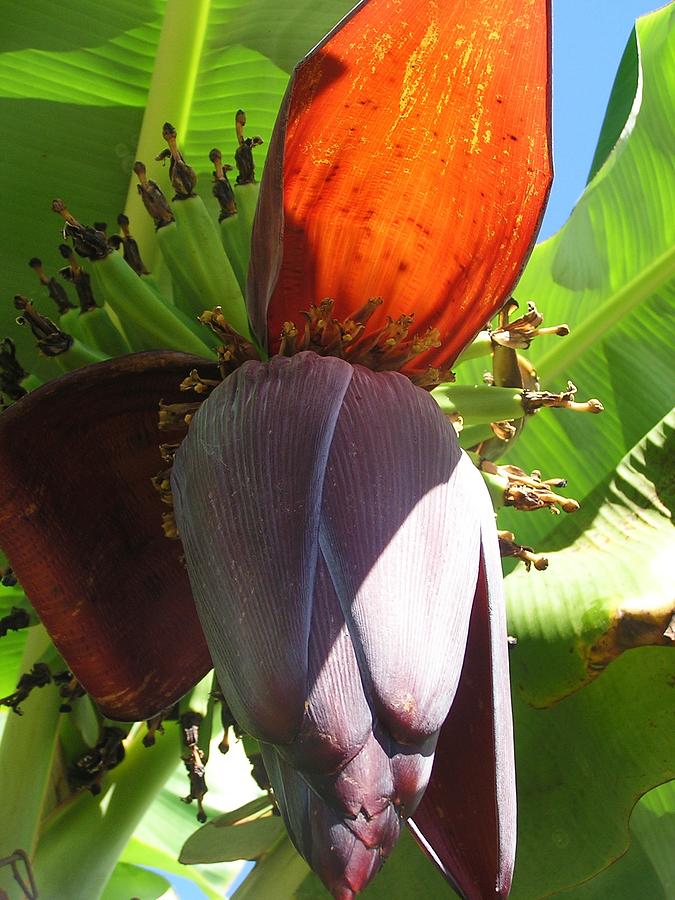 Banana Flower Photograph by Jewels Hamrick