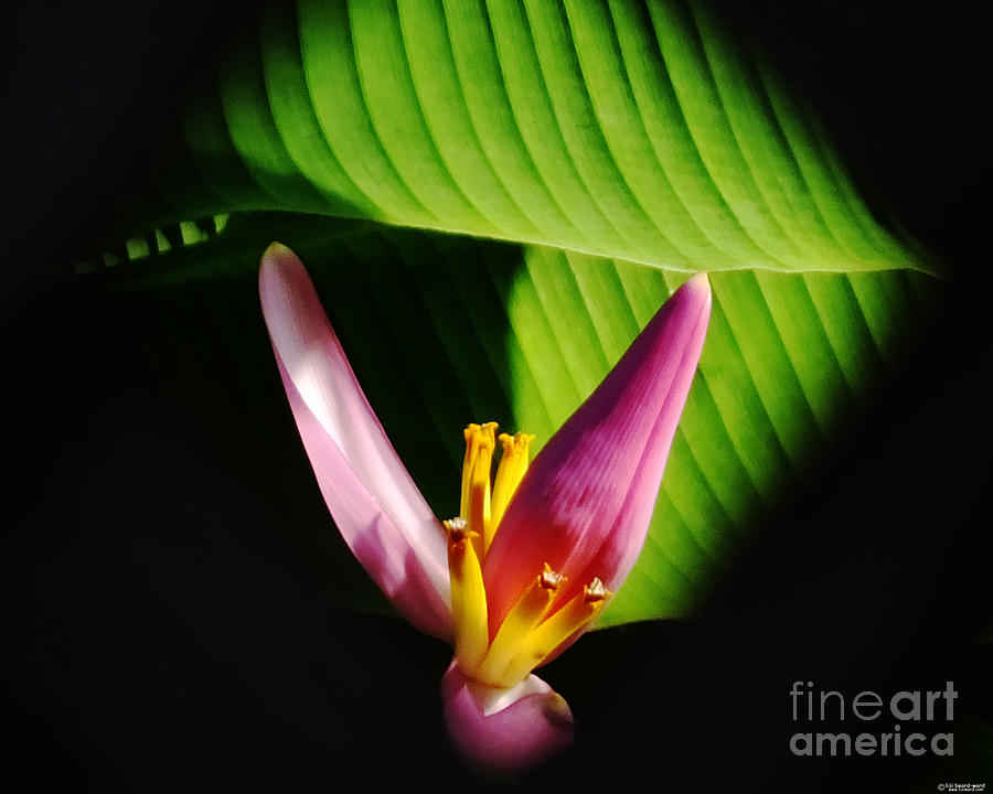 Banana Flower Photograph by Lizi Beard-Ward