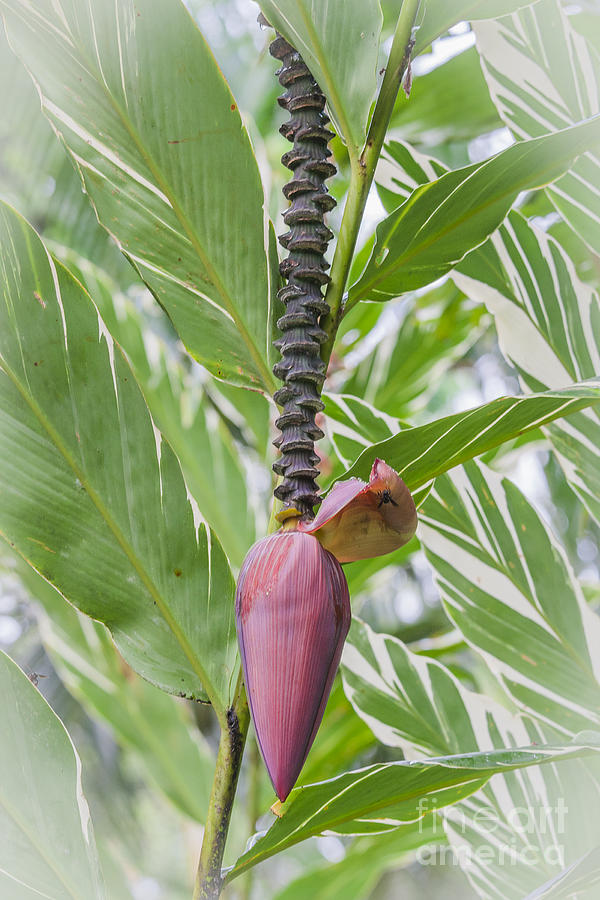 Banana flower Photograph by Patricia Hofmeester