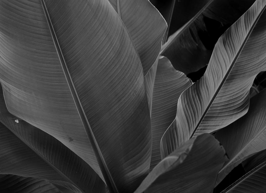 Banana Foliage and Texture Photograph by Nathan Abbott