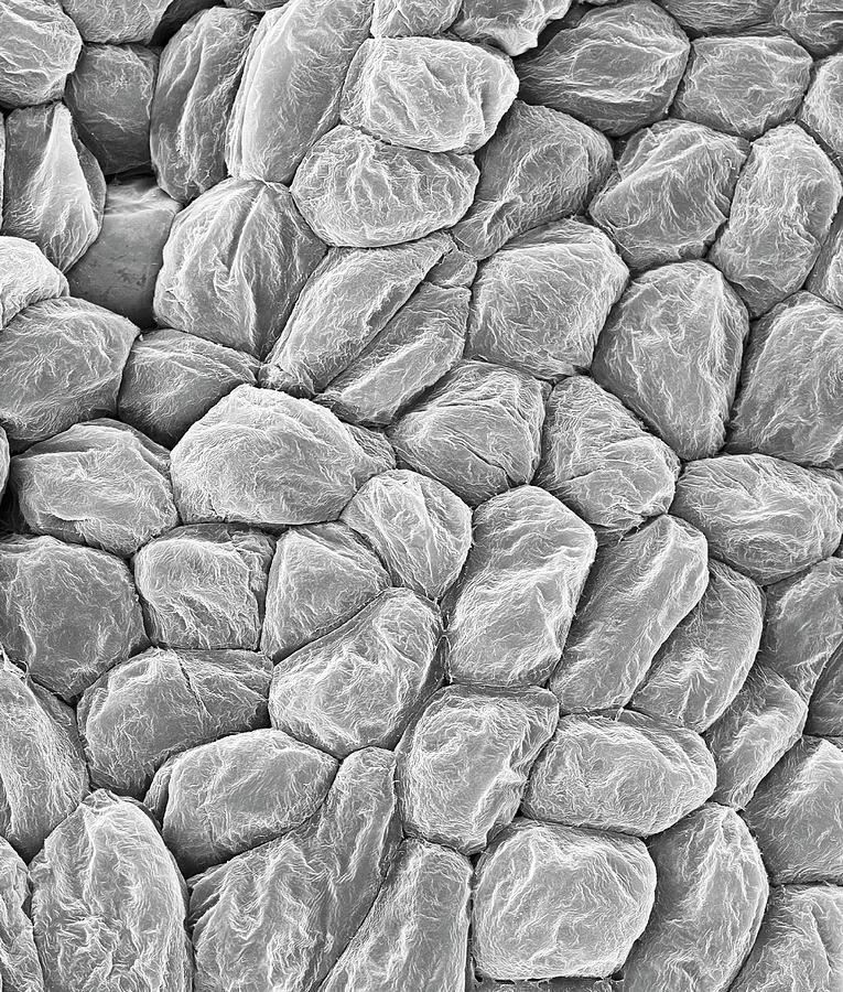 Banana Photograph - Banana Fruit Cells (musa Sp.) by Dennis Kunkel Microscopy/science Photo Library