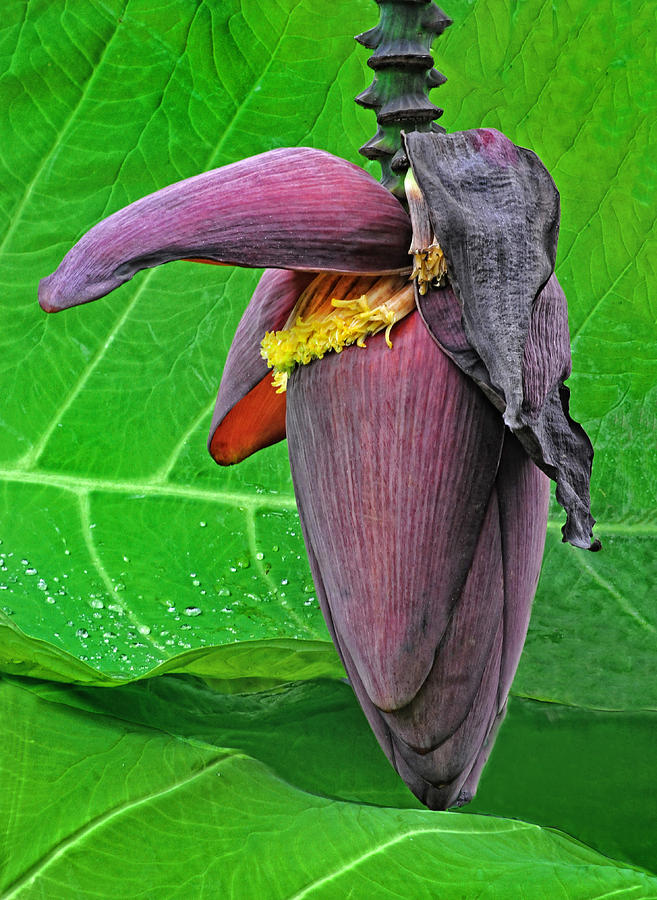 Banana Inflorescence Photograph by Dave Mills