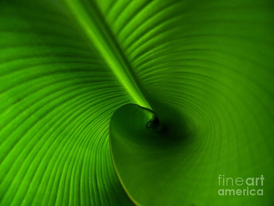 Nature Photograph - Banana leaf by Claudia Holzmann