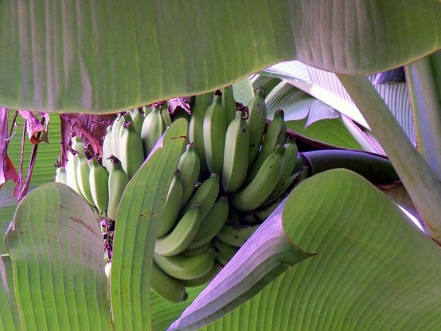 Banana Leaf Curtain Photograph by Cornelia DeDona