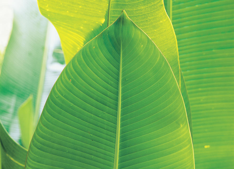 Banana Leaf Photograph by F. Stuart Westmorland