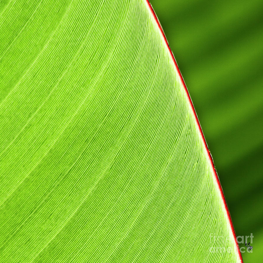 Nature Photograph - Banana Leaf by Heiko Koehrer-Wagner