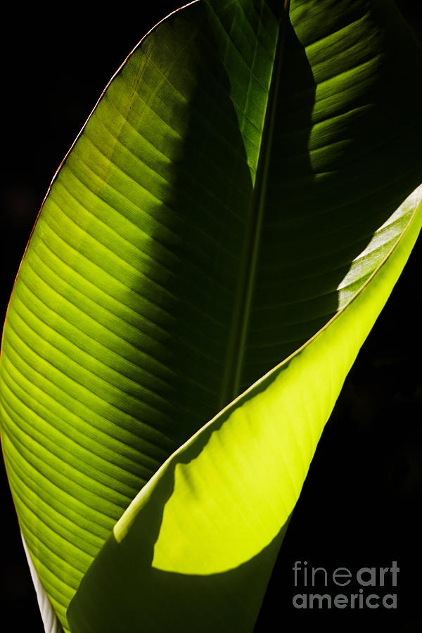 Banana leaf Photograph by Nick  Biemans