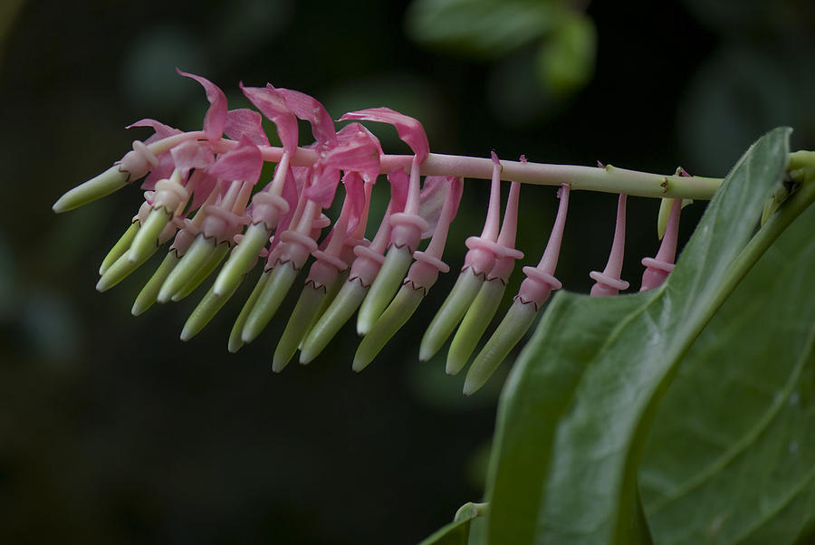 Banana Orchid Show Photograph by Clifford Pugliese