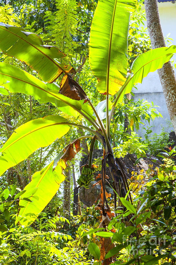 Banana Palm Tree With Luminous Shine Photograph by Gina Koch
