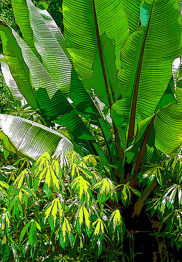 Banana Palm with Manihot Esculenta Photograph by Robert J Sadler