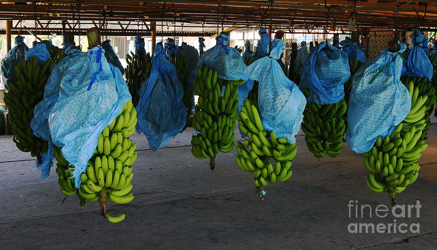 banana plantation in Costa Rica 1 Photograph by Rudi Prott