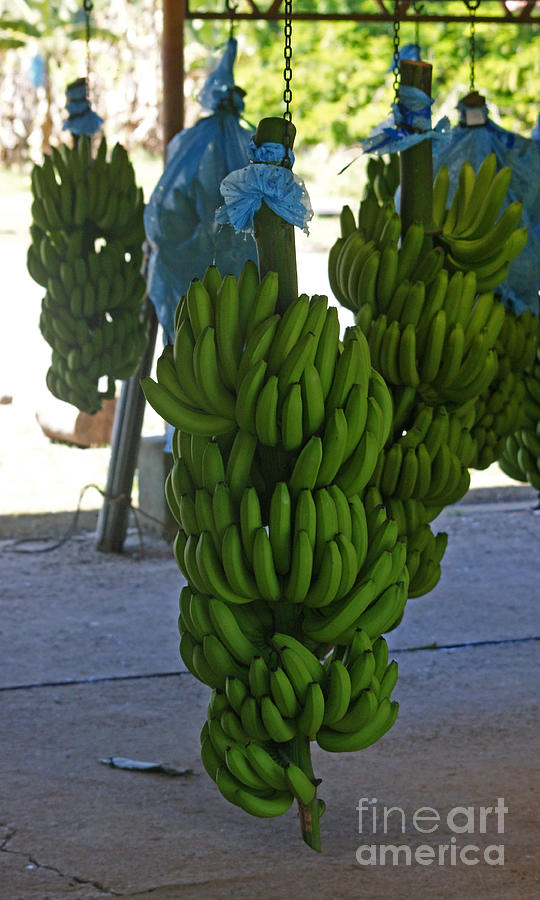 banana plantation in Costa Rica 2 Photograph by Rudi Prott