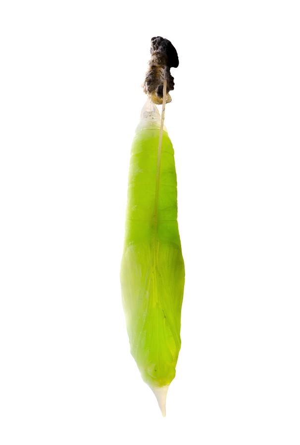 Animal Photograph - Banana skipper butterfly chrysalis by Science Photo Library
