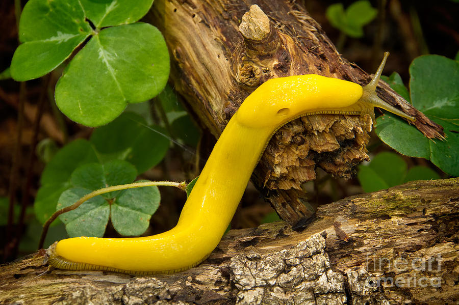 Banana Slug Photograph by Alice Cahill